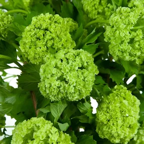 Green Viburnum Flowers