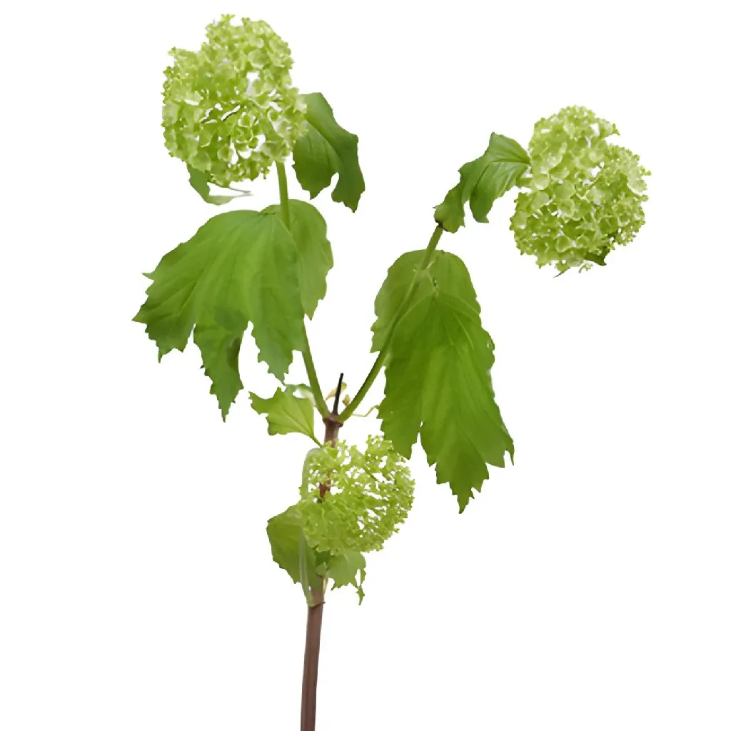 Green Viburnum Flowers