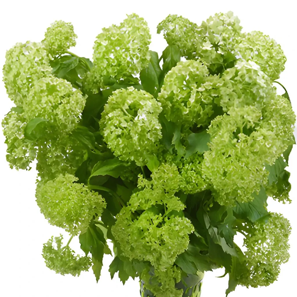 Green Viburnum Flowers