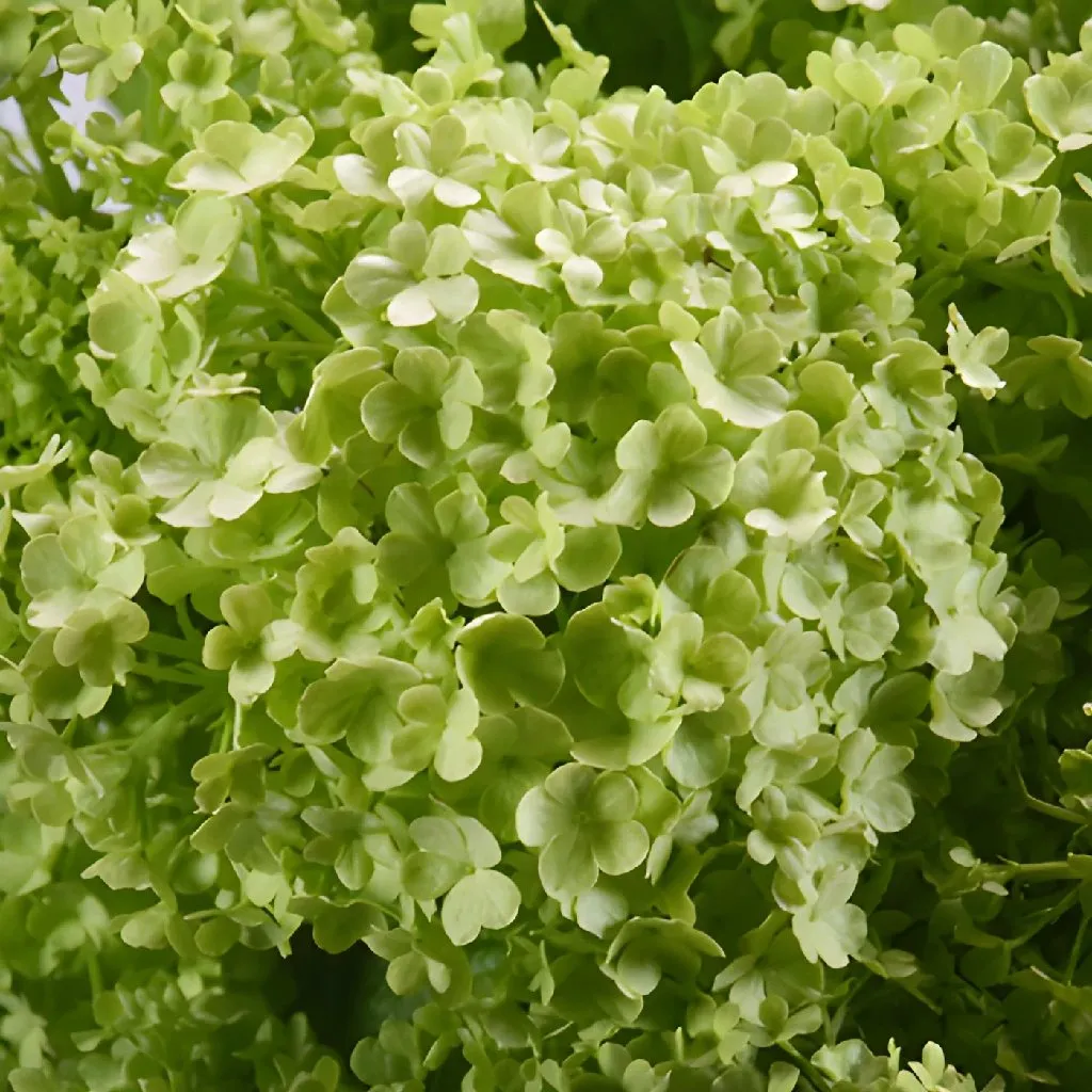Green Viburnum Flowers