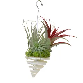 Hanging Air Plant in Shell Decorations