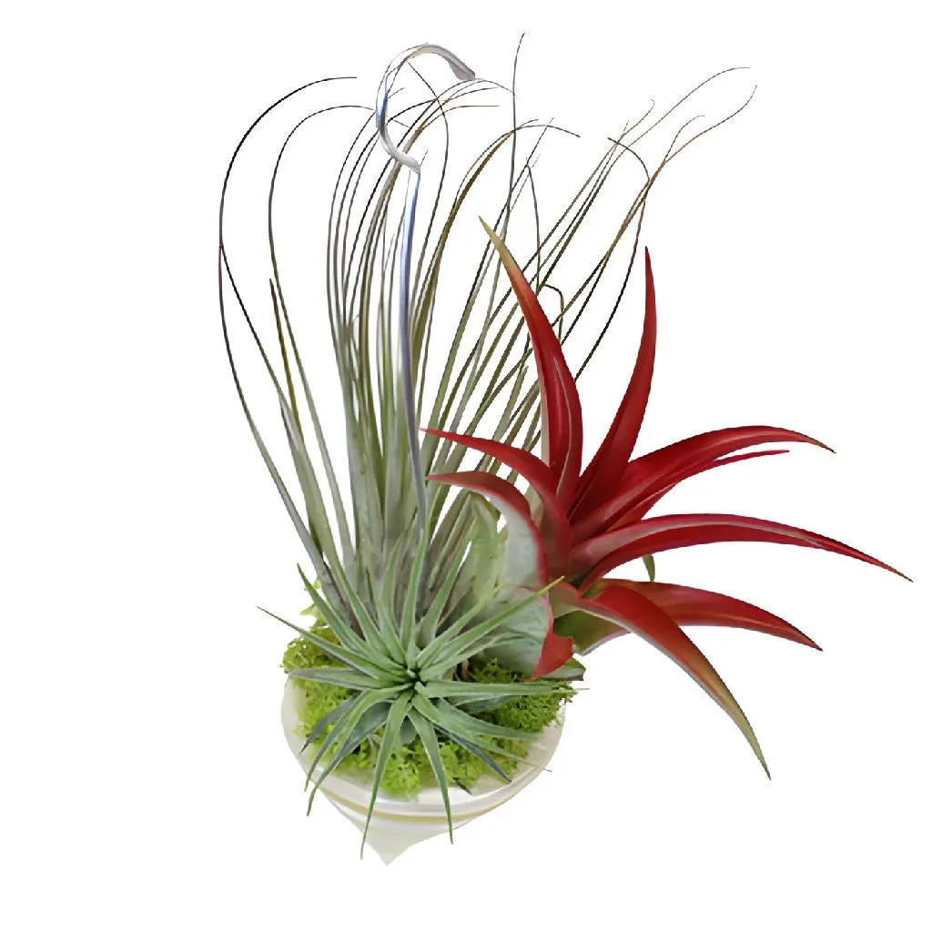 Hanging Air Plant in Shell Decorations
