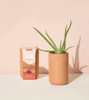Healing Aloe Terracotta Grow Kit