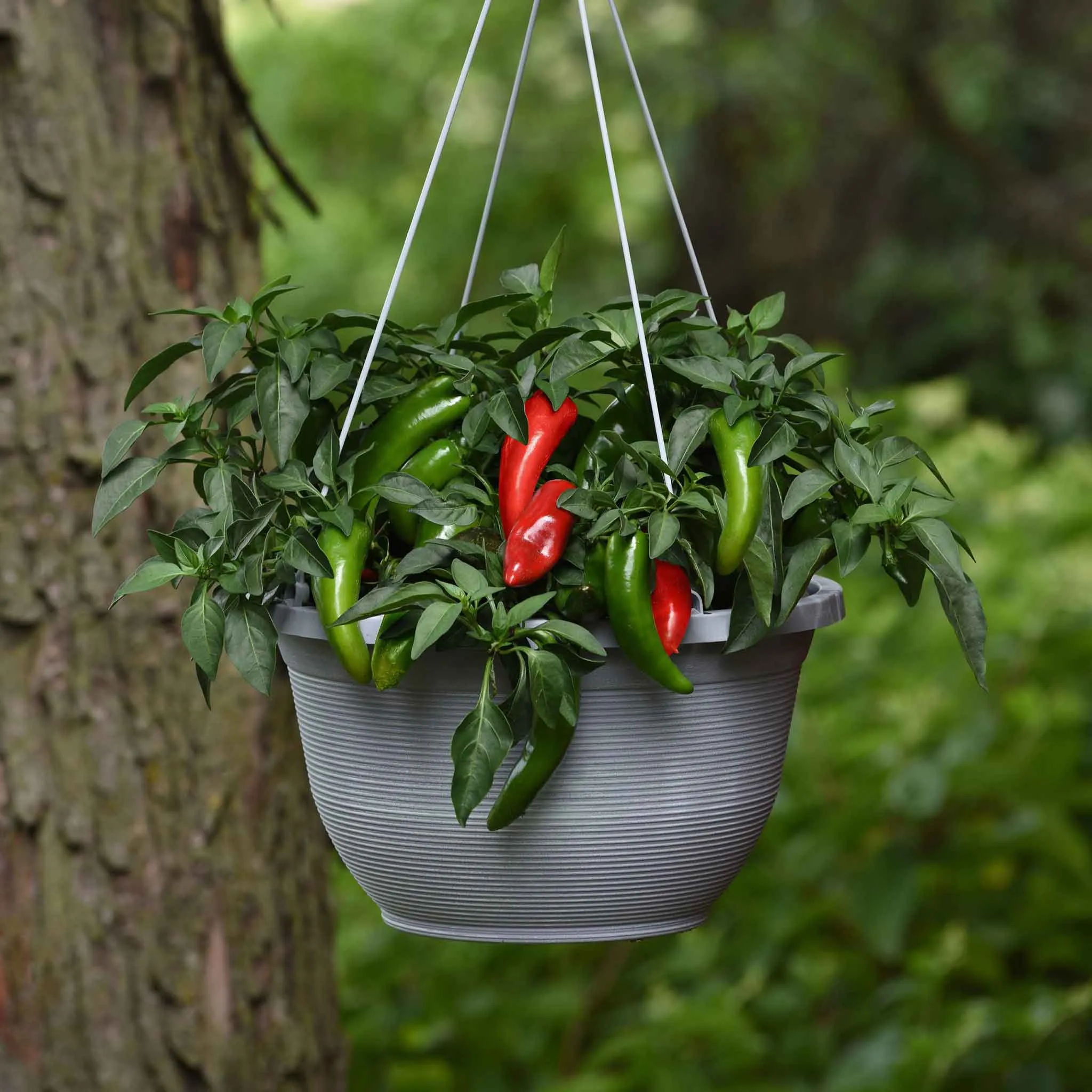 Hot Pepper Seeds - Pot-a-Peno