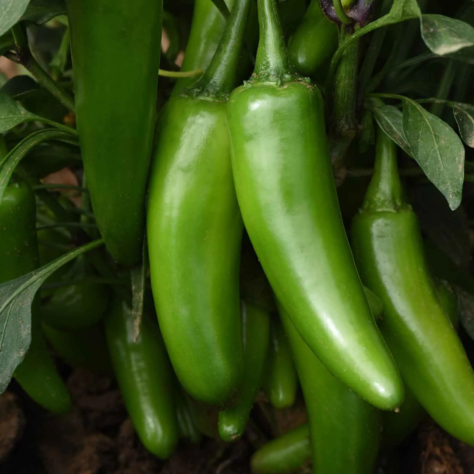 Hot Pepper Seeds - Pot-a-Peno