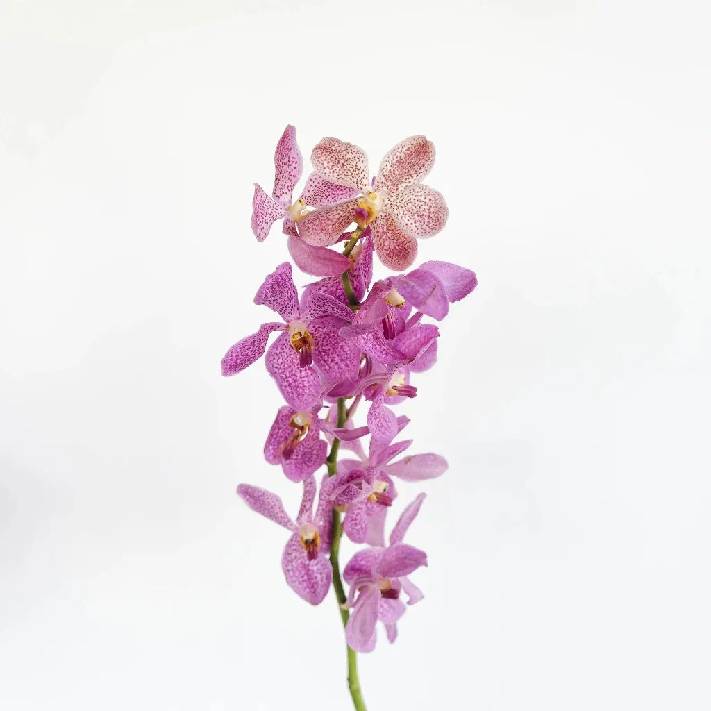 Hot Pink Bicolor Mokara Orchids
