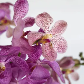 Hot Pink Bicolor Mokara Orchids