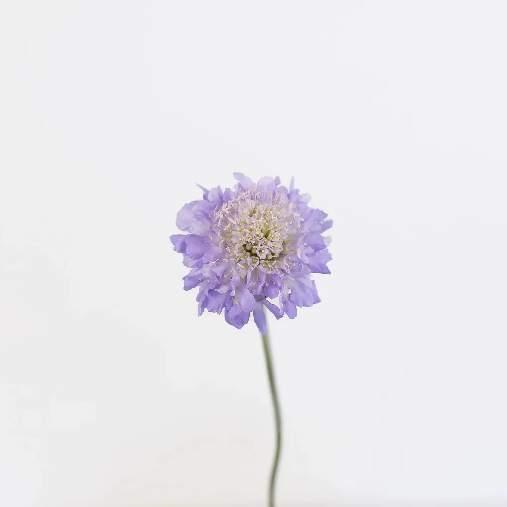 Lavender Blush Scabiosa Flower