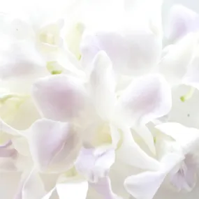 Lilac Mist Loose Orchid Blooms