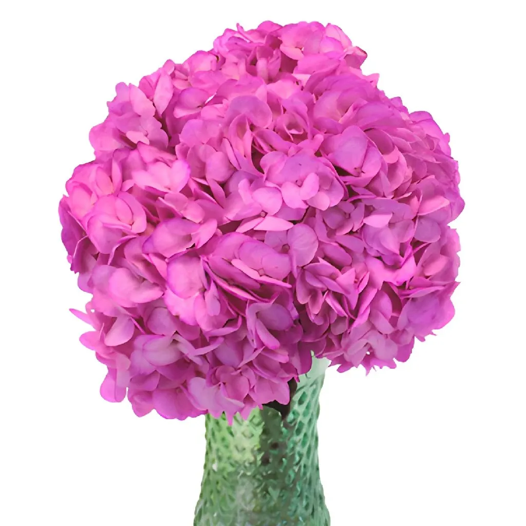 Magenta Enhanced Hydrangea Flower
