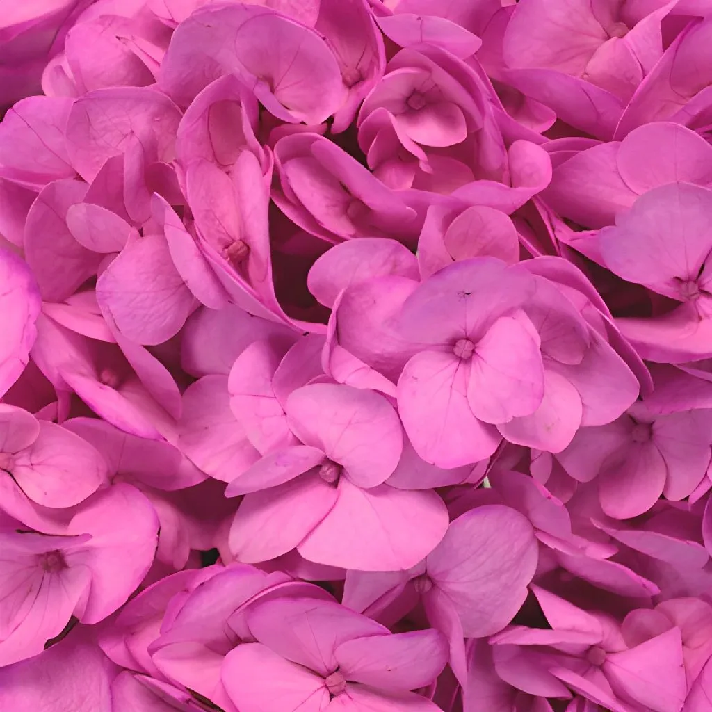 Magenta Enhanced Hydrangea Flower