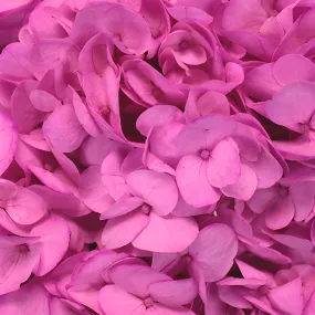 Magenta Enhanced Hydrangea Flower