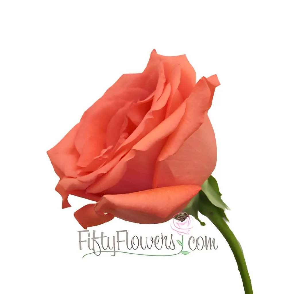 Movie Star Salmon Rose