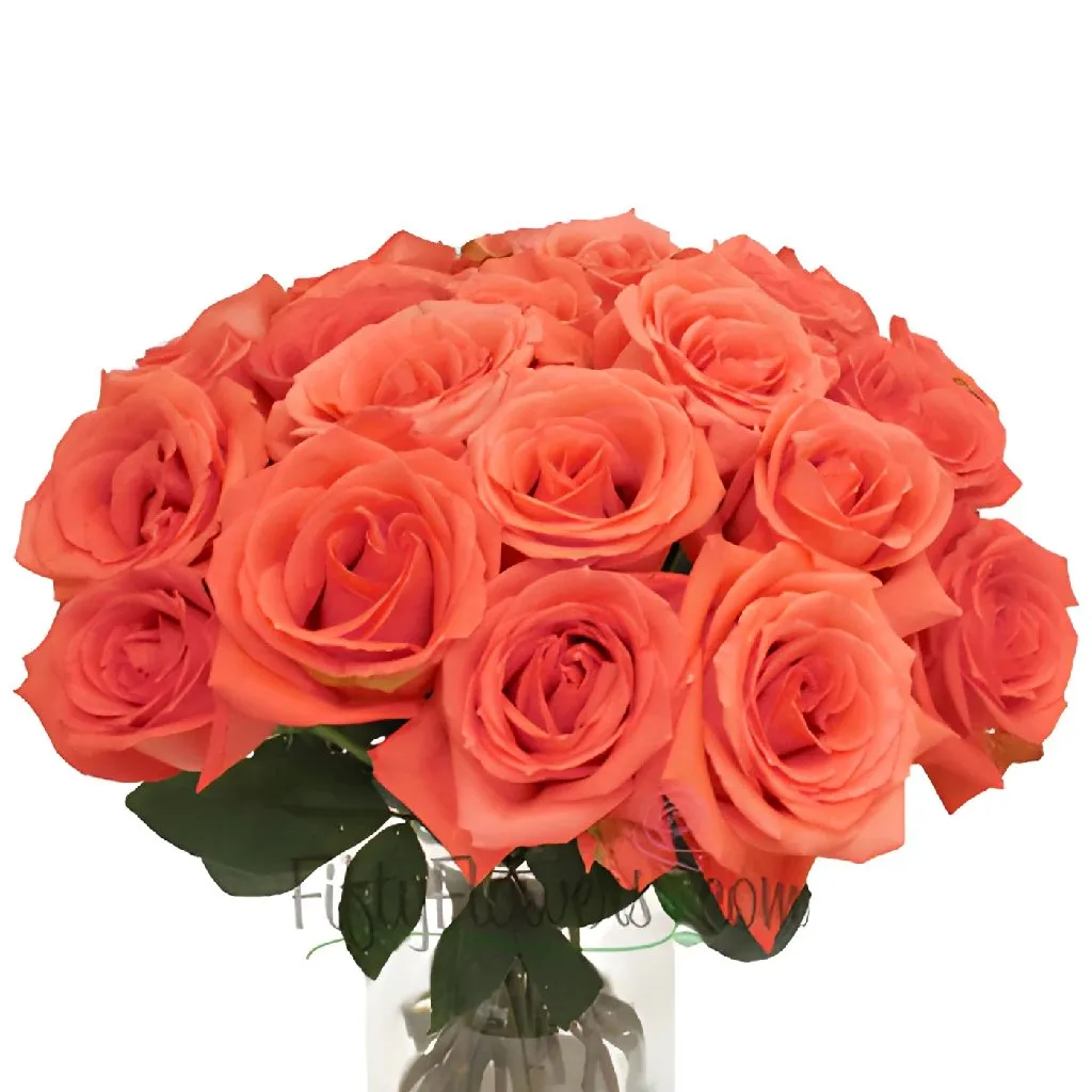 Movie Star Salmon Rose