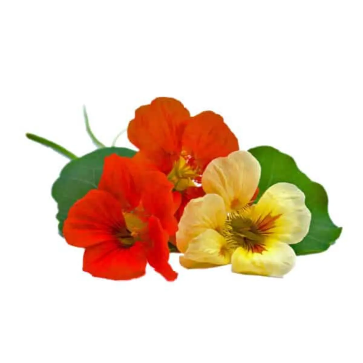 Nasturtium Plant Pod