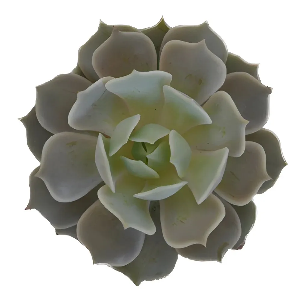 Natural Succulents