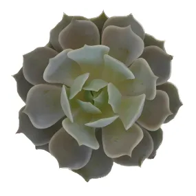 Natural Succulents