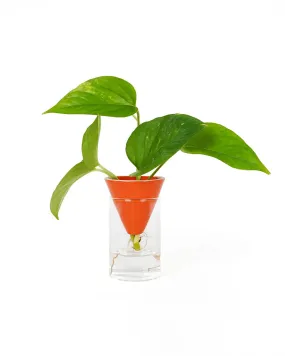Orange Cone Hydroponic Planter