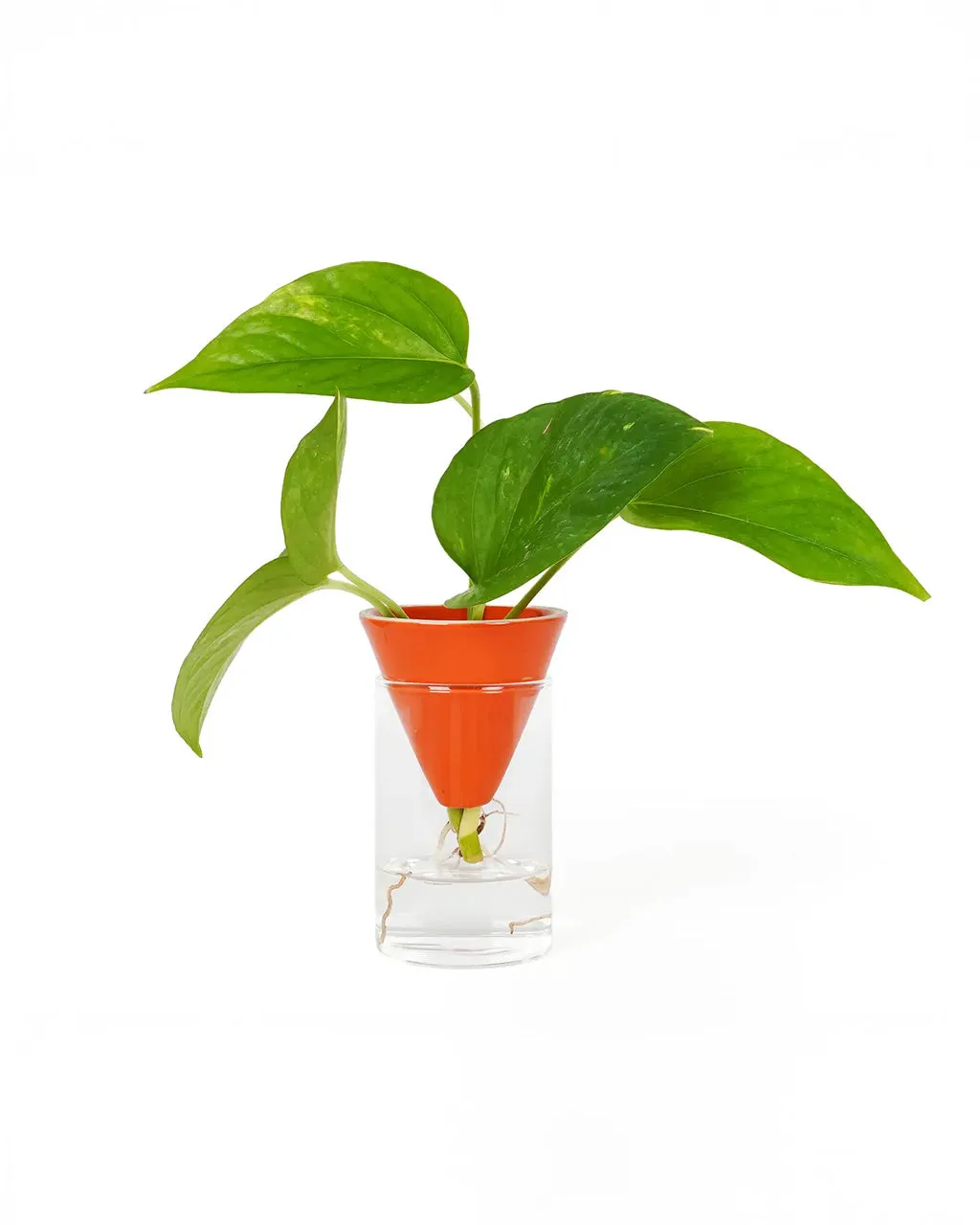 Orange Cone Hydroponic Planter