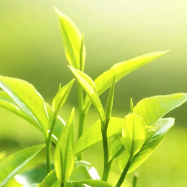 Organic Tea Tree Essential Oil