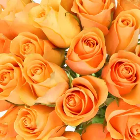 Peach Sweetheart Roses