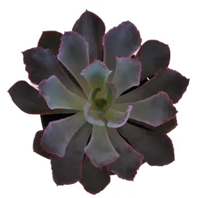 Pink Frills Succulents