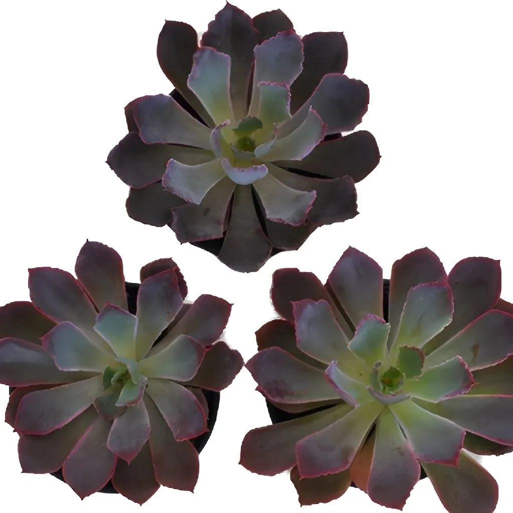 Pink Frills Succulents