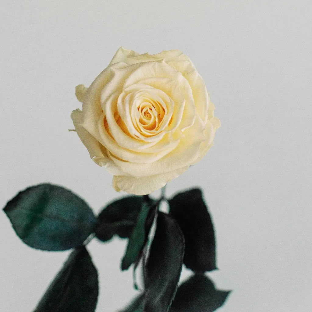 Preserved Cream Roses