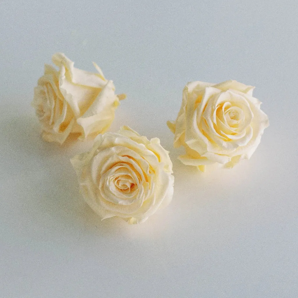 Preserved Cream Roses