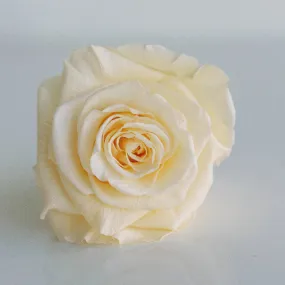 Preserved Cream Roses