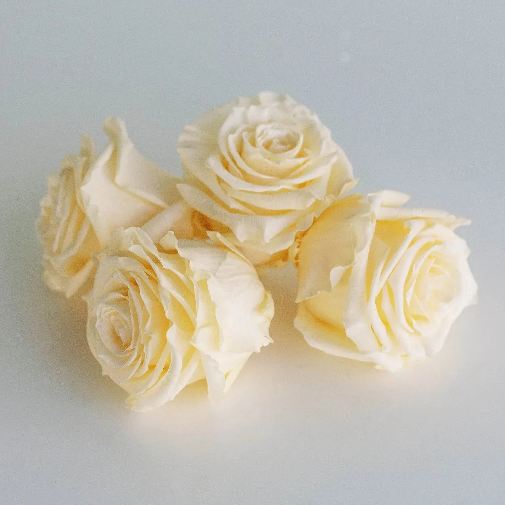 Preserved Cream Roses