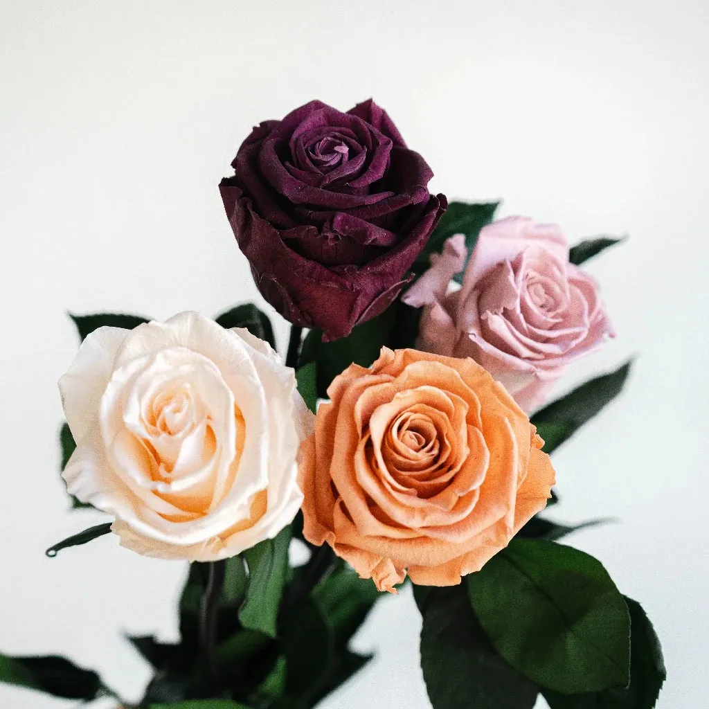 Preserved Vintage Mauve Rose Mix