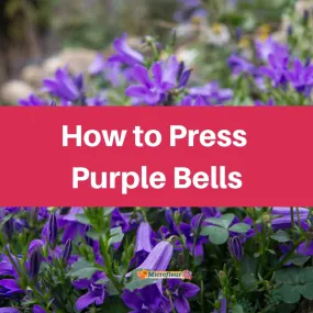 Pressing Purple Bells