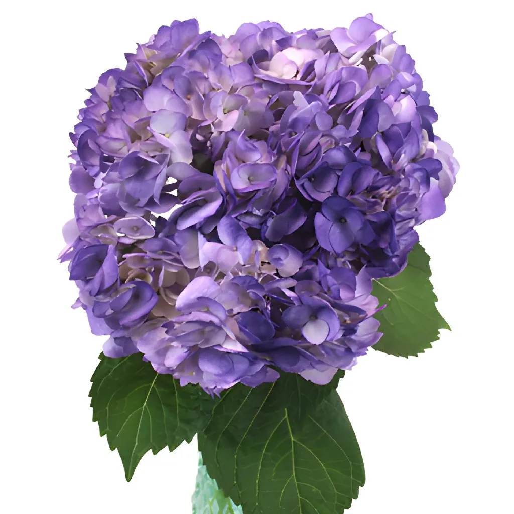 Purple Airbrushed Hydrangea Flower