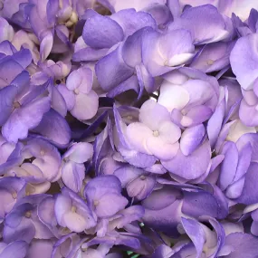 Purple Airbrushed Hydrangea Flower