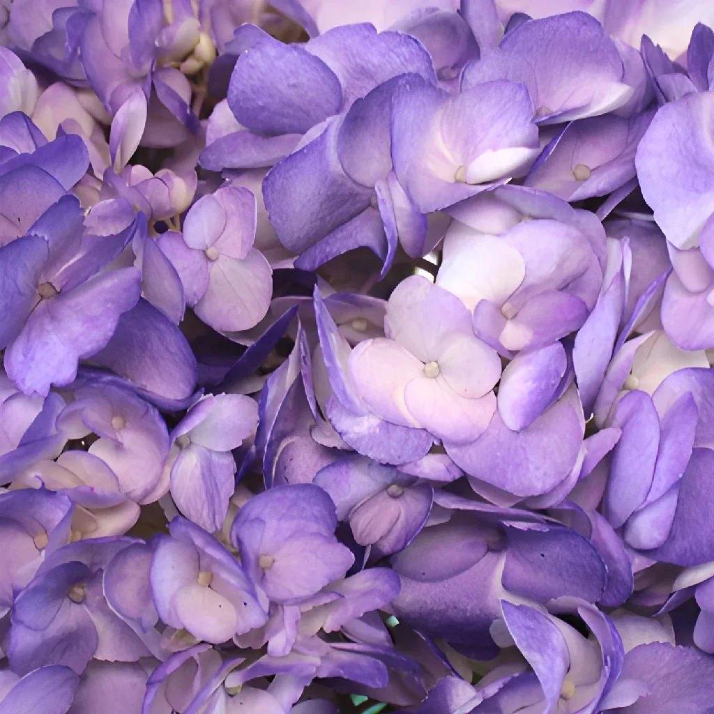 Purple Airbrushed Hydrangea Flower