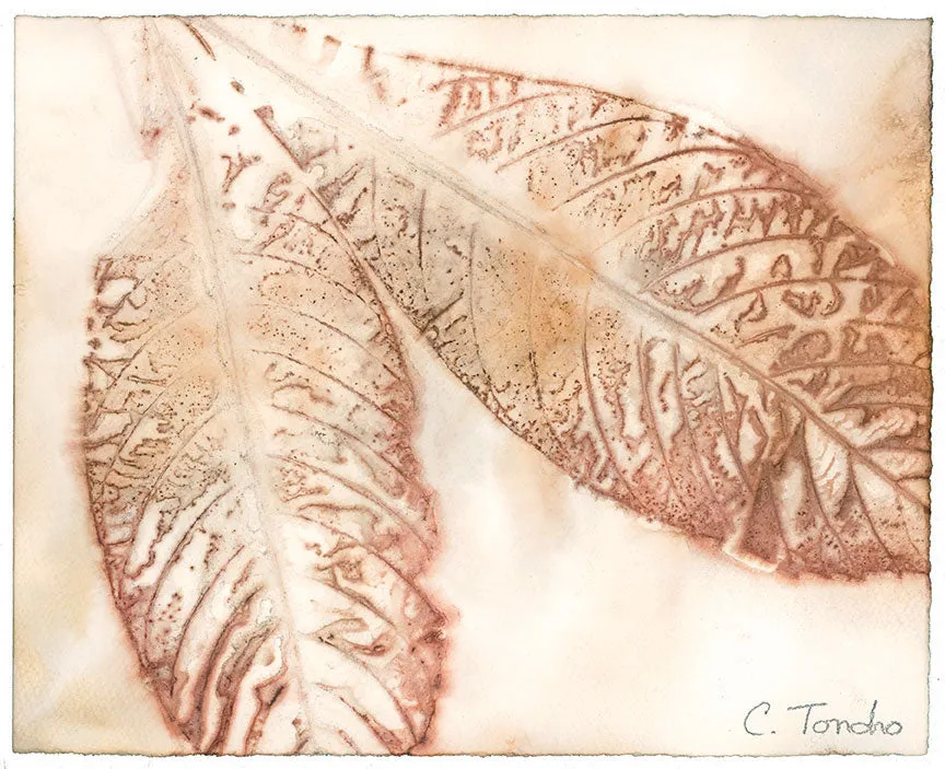 "Loquat," original botanical leaf print, 8" x 10"