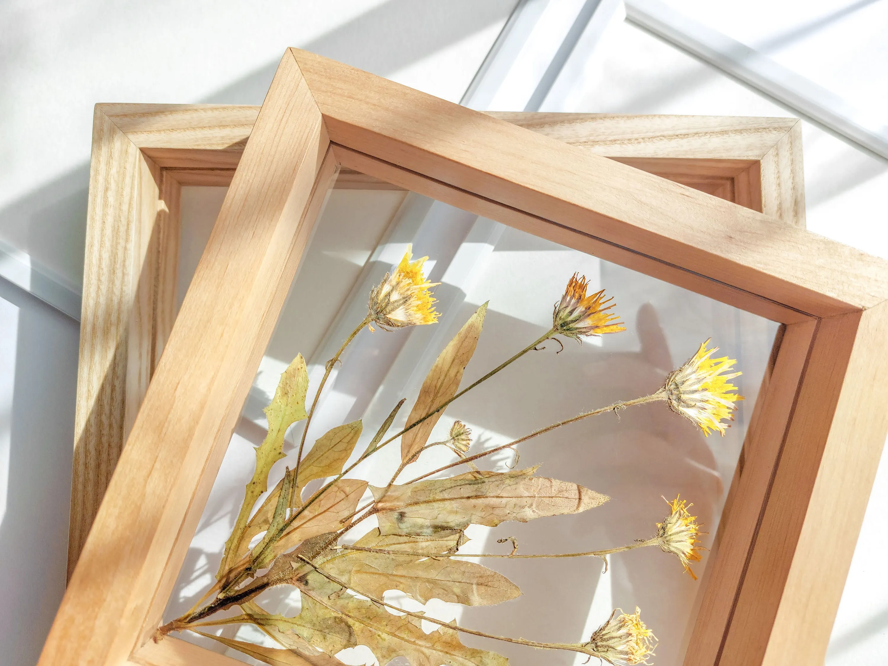 Real wild yellow pressed flower and plant artwork with wooden square frame for Nature lover gift