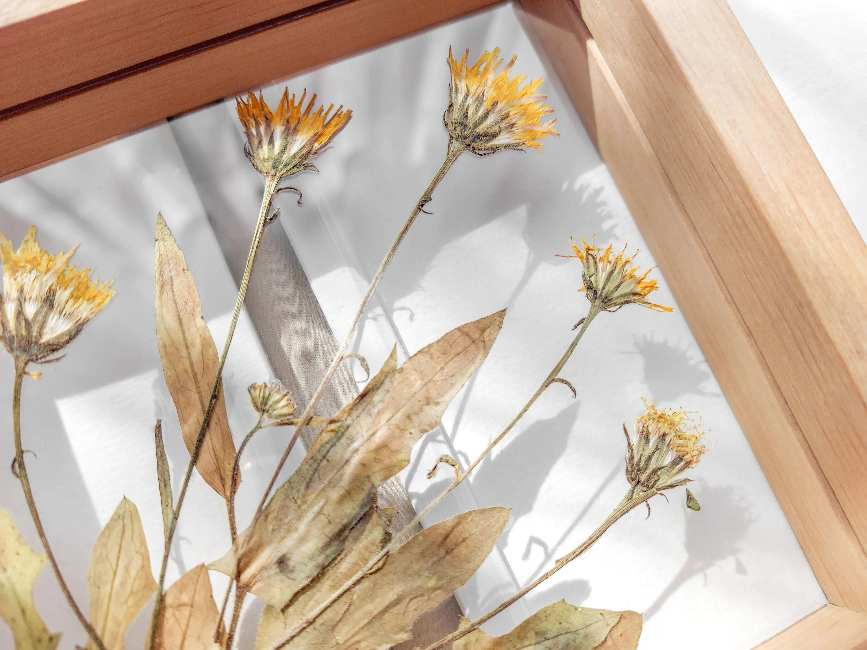 Real wild yellow pressed flower and plant artwork with wooden square frame for Nature lover gift