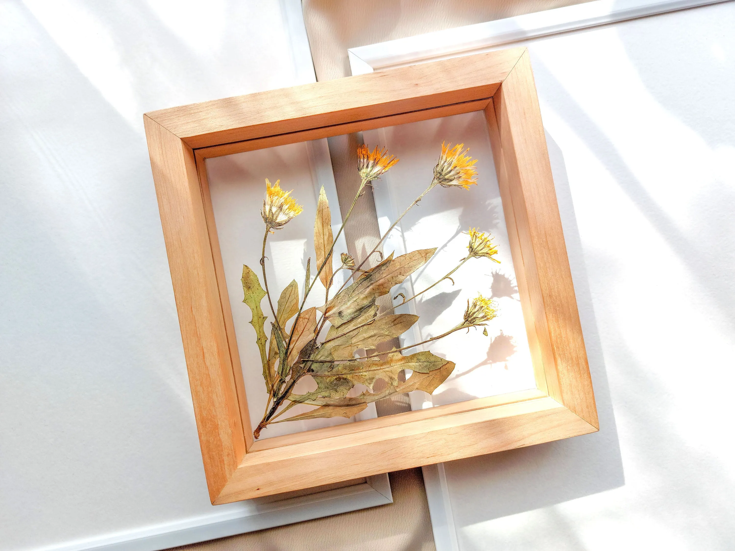 Real wild yellow pressed flower and plant artwork with wooden square frame for Nature lover gift