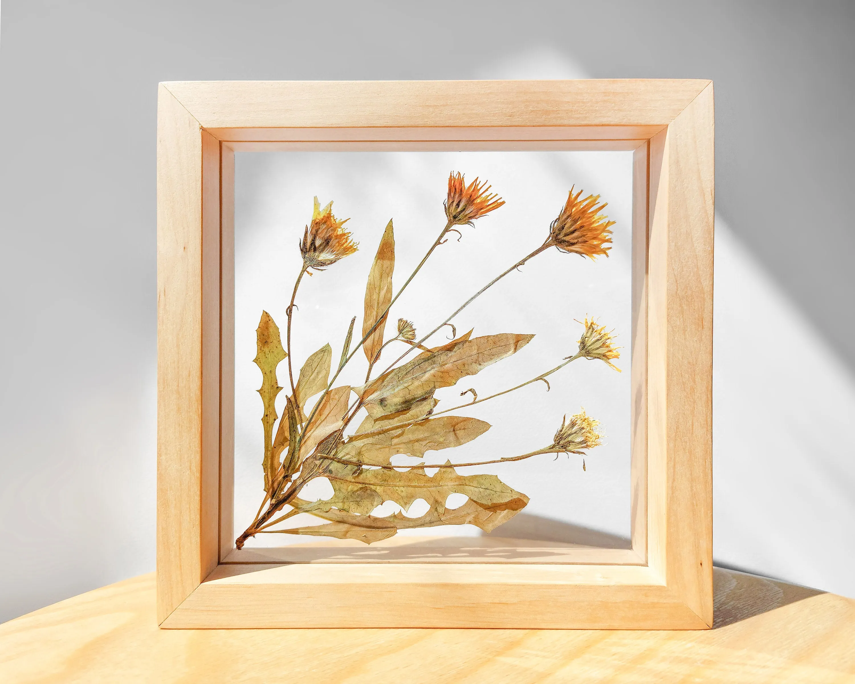 Real wild yellow pressed flower and plant artwork with wooden square frame for Nature lover gift
