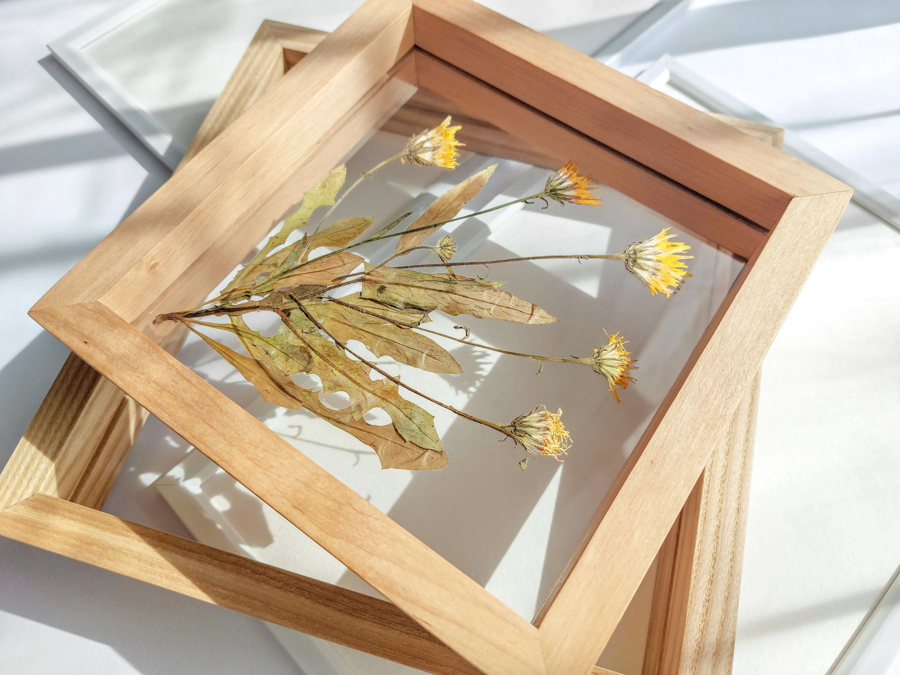 Real wild yellow pressed flower and plant artwork with wooden square frame for Nature lover gift
