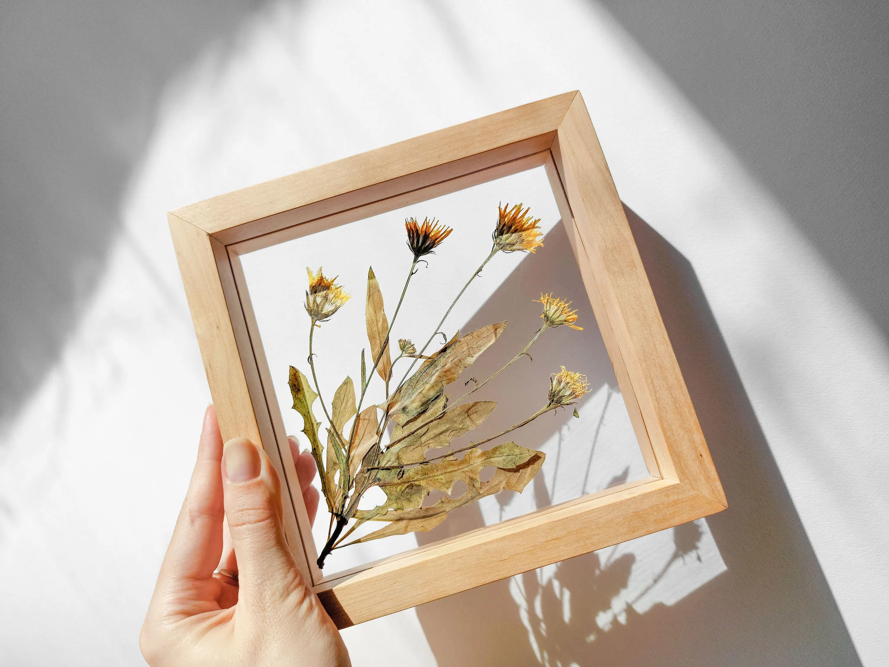 Real wild yellow pressed flower and plant artwork with wooden square frame for Nature lover gift