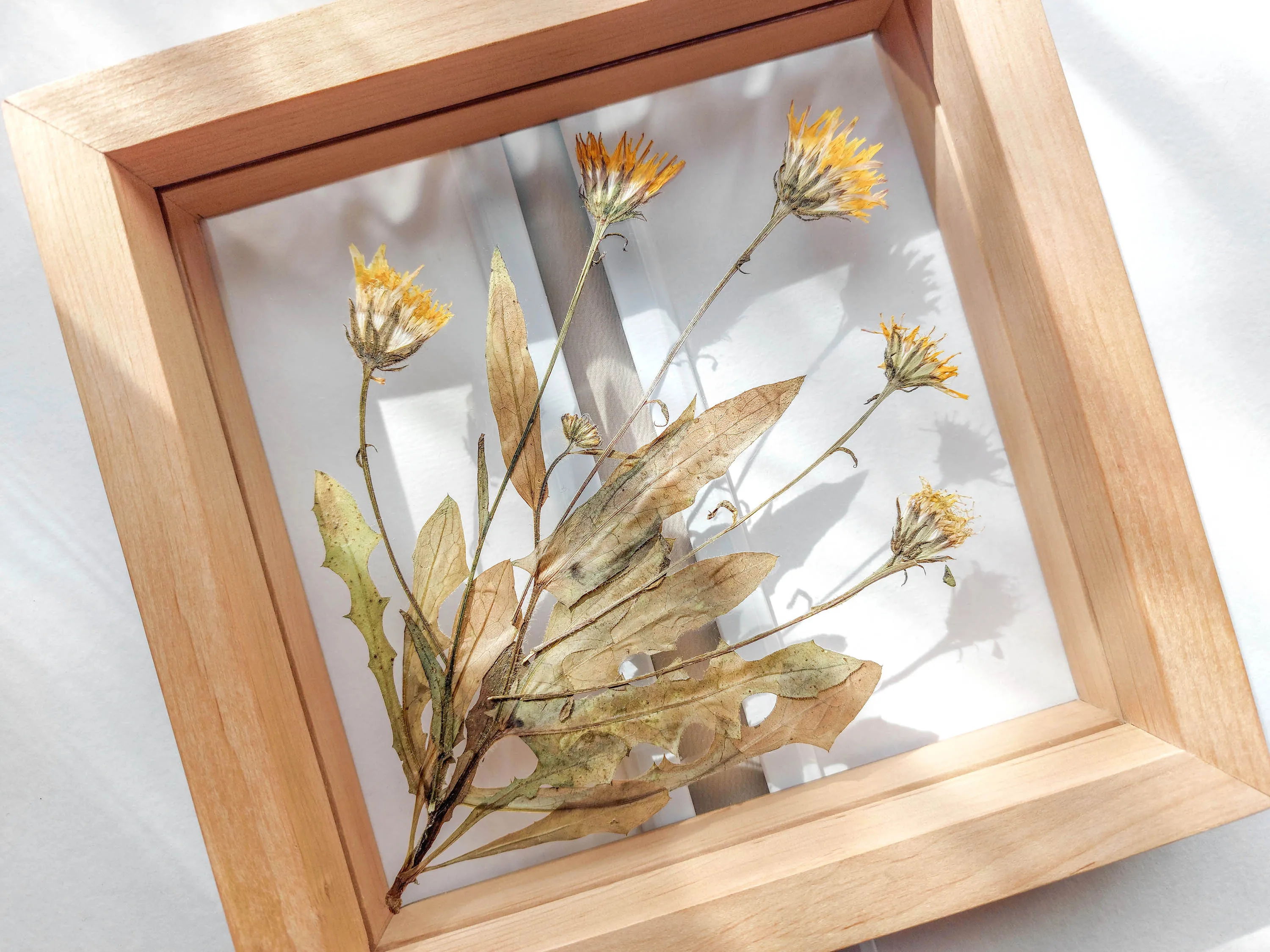 Real wild yellow pressed flower and plant artwork with wooden square frame for Nature lover gift