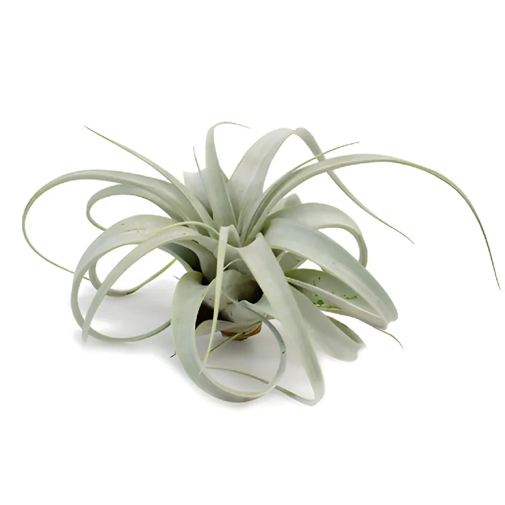 Sage Green Xerographica Air Plants