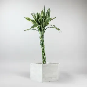 Set: Lucky Bamboo and Cube Pot