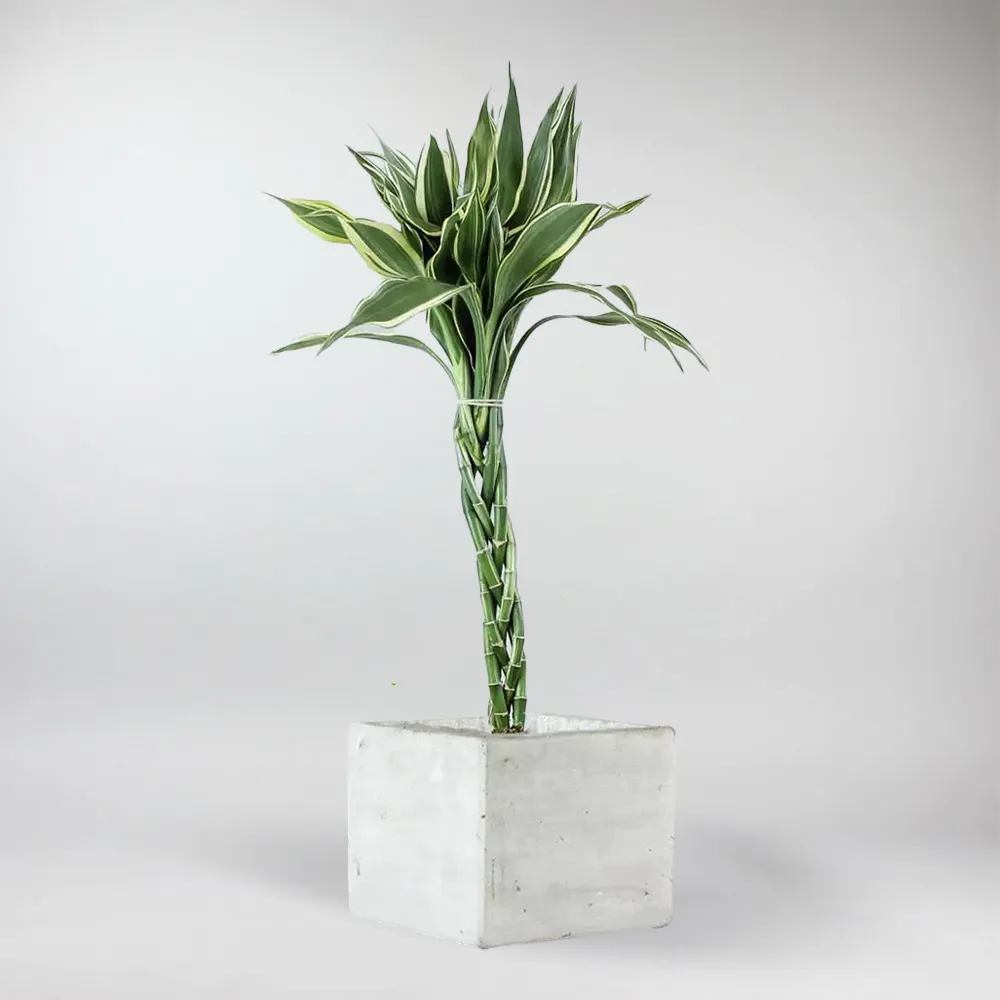 Set: Lucky Bamboo and Cube Pot