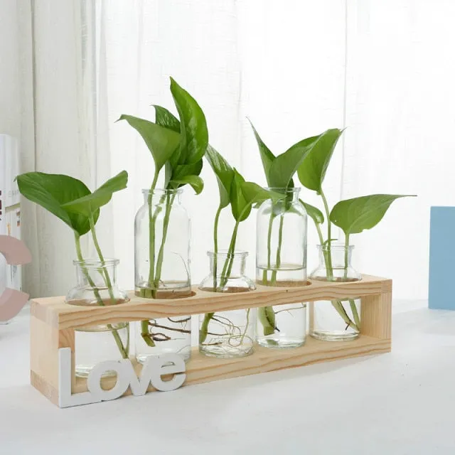 Succulent propagation station