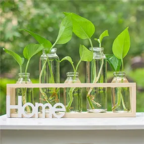 Succulent propagation station