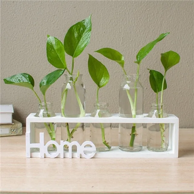 Succulent propagation station